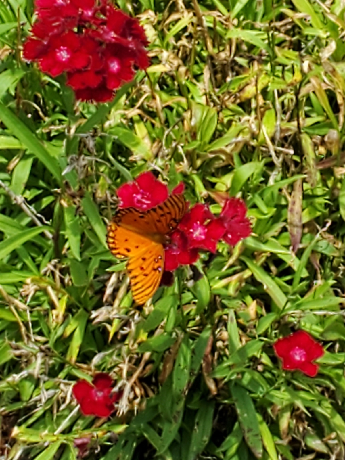 Colorful Butterfly Enjoying Flowers In Ocala
