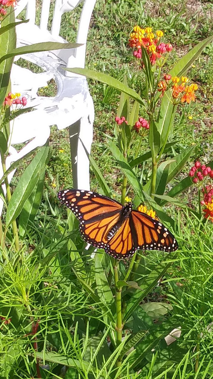 Monarch Butterfly On A Milkweed In Bloom In Silver Springs Shores