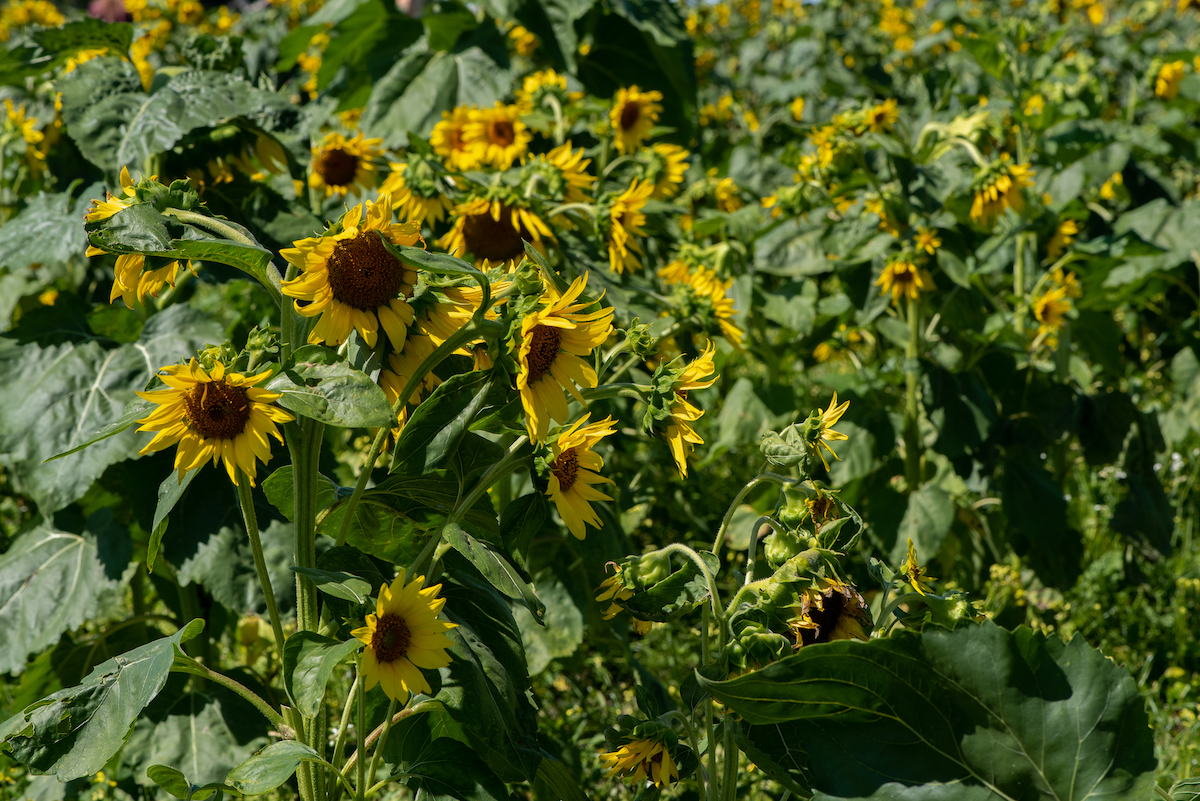 Sunshine In The Sunflower Field