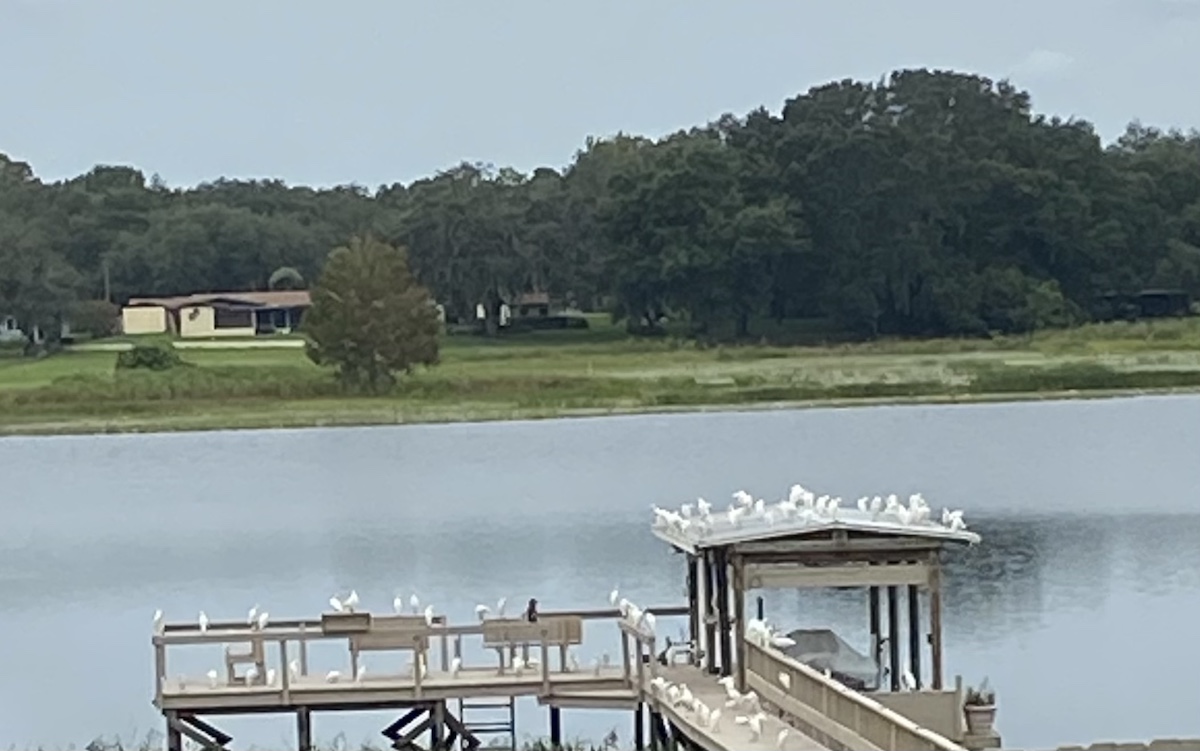 Birds On Smith Lake In Belleview