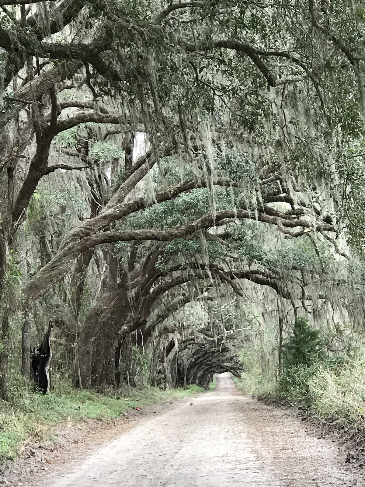 Canopied Country Road In Northwest Marion County