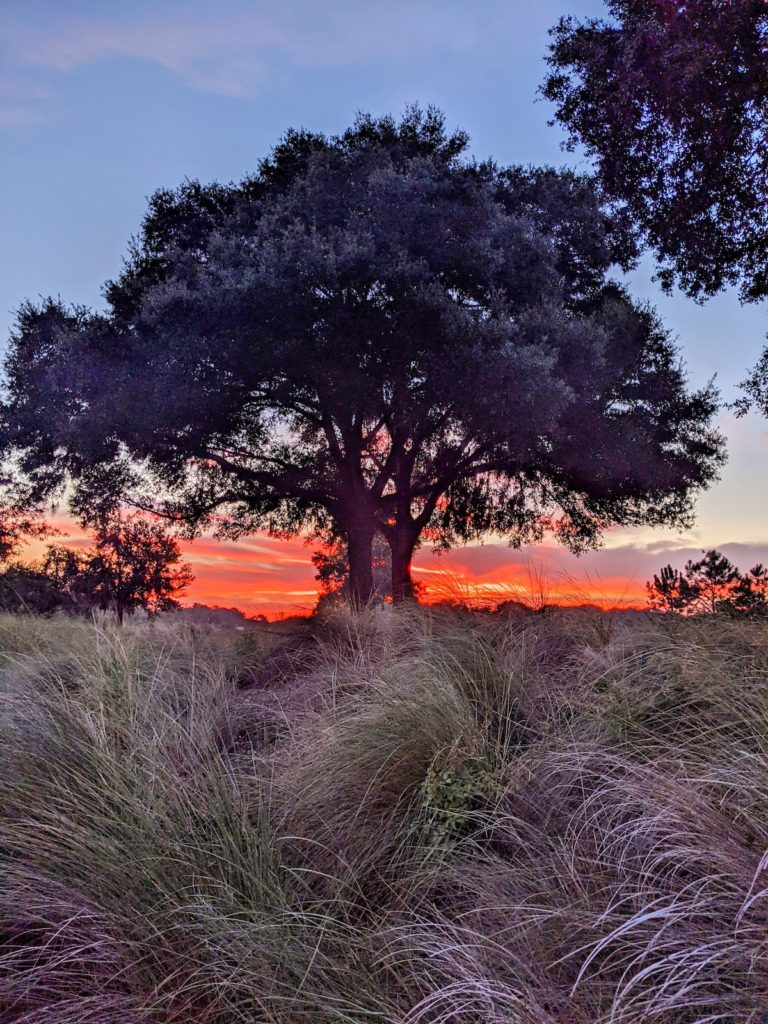 Dawn At Ocala Preserve