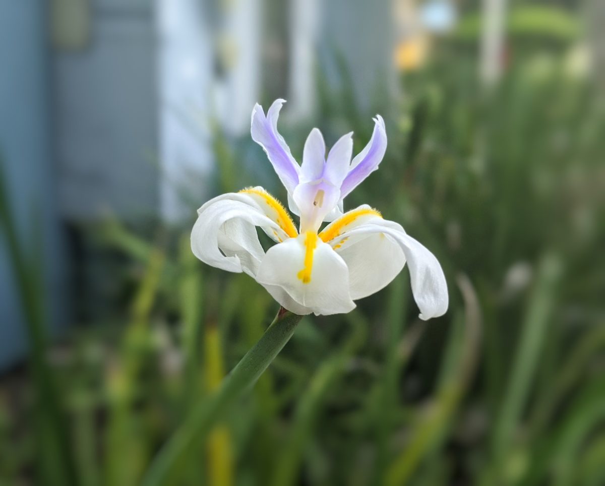 Lily flower