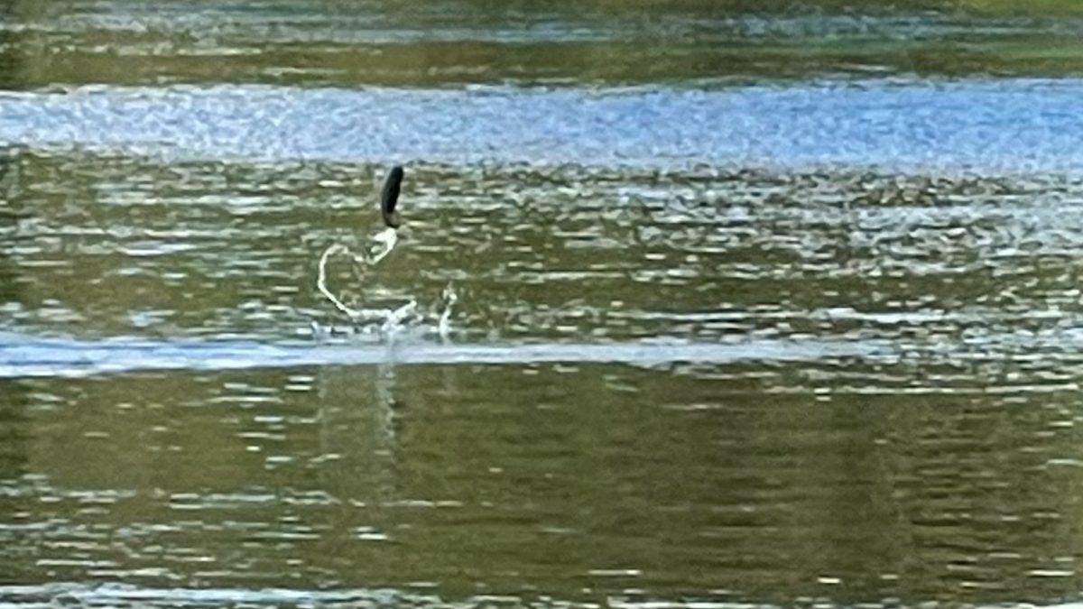 Mullet Jumping Out Of Water On The Silver River