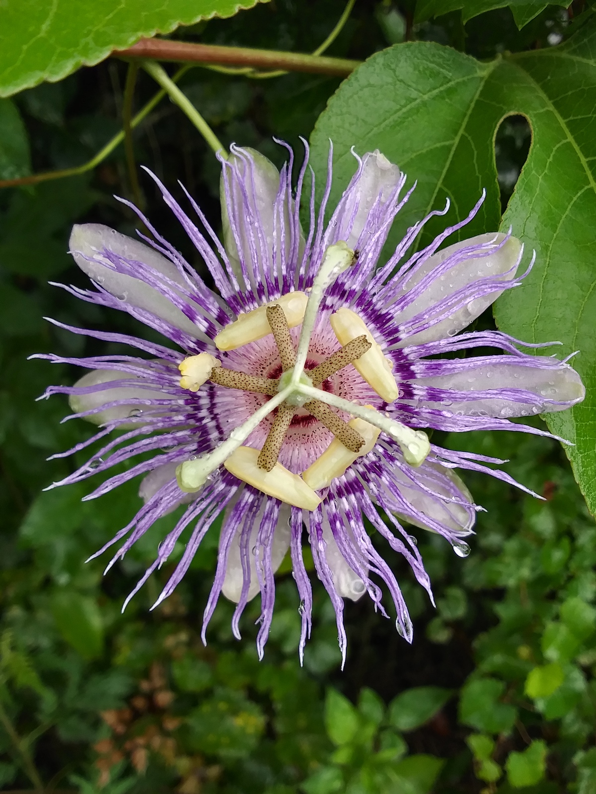 Passion Flower By Blitchton Road In Ocala