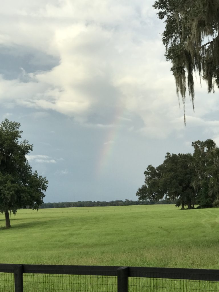 Rainbow Over Horse Farm In Ocala