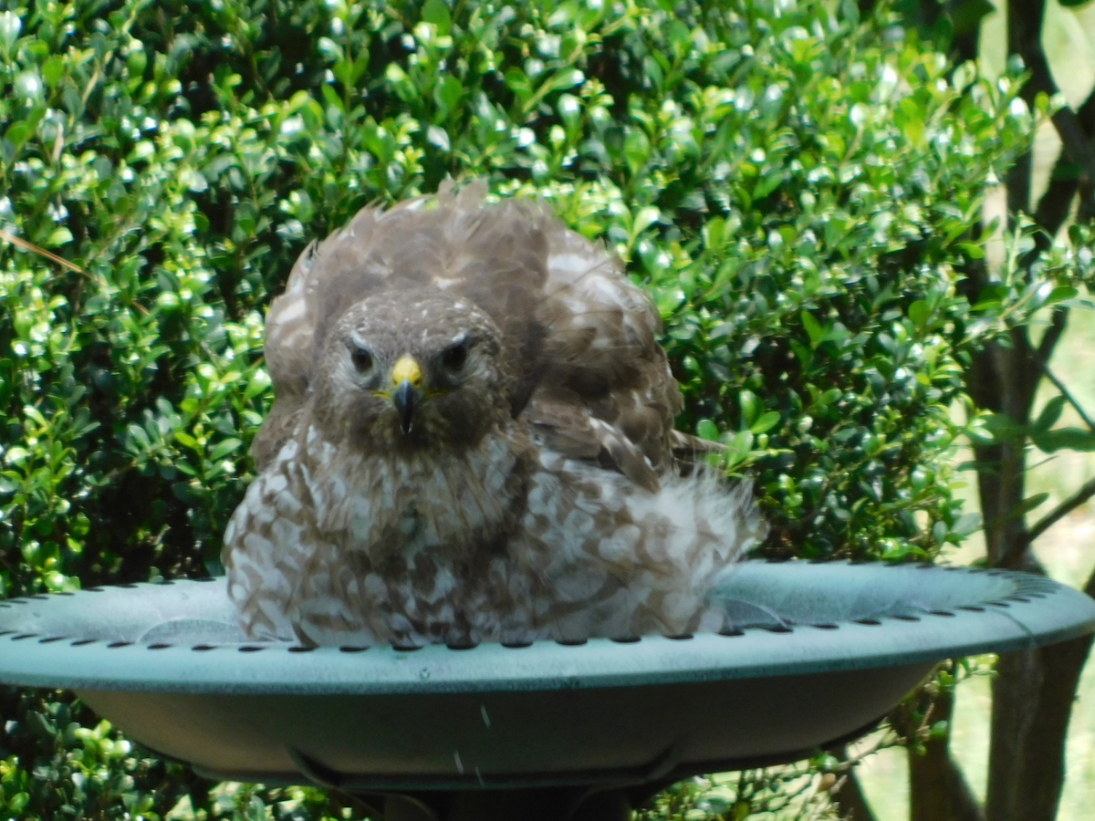 Red-Tailed Hawk In Birdbath In Summerfield Red-Tailed Hawk In Birdbath In Summerfield