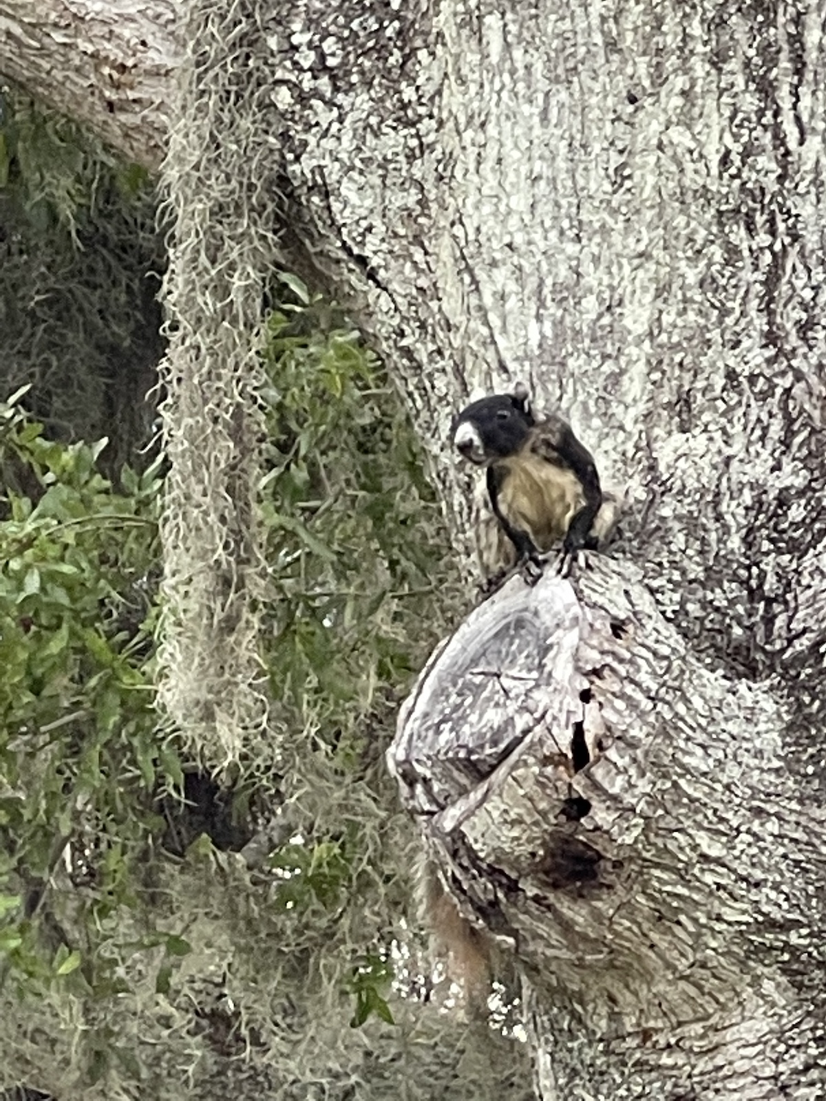 Squirrel On Tree In Northwest Ocala