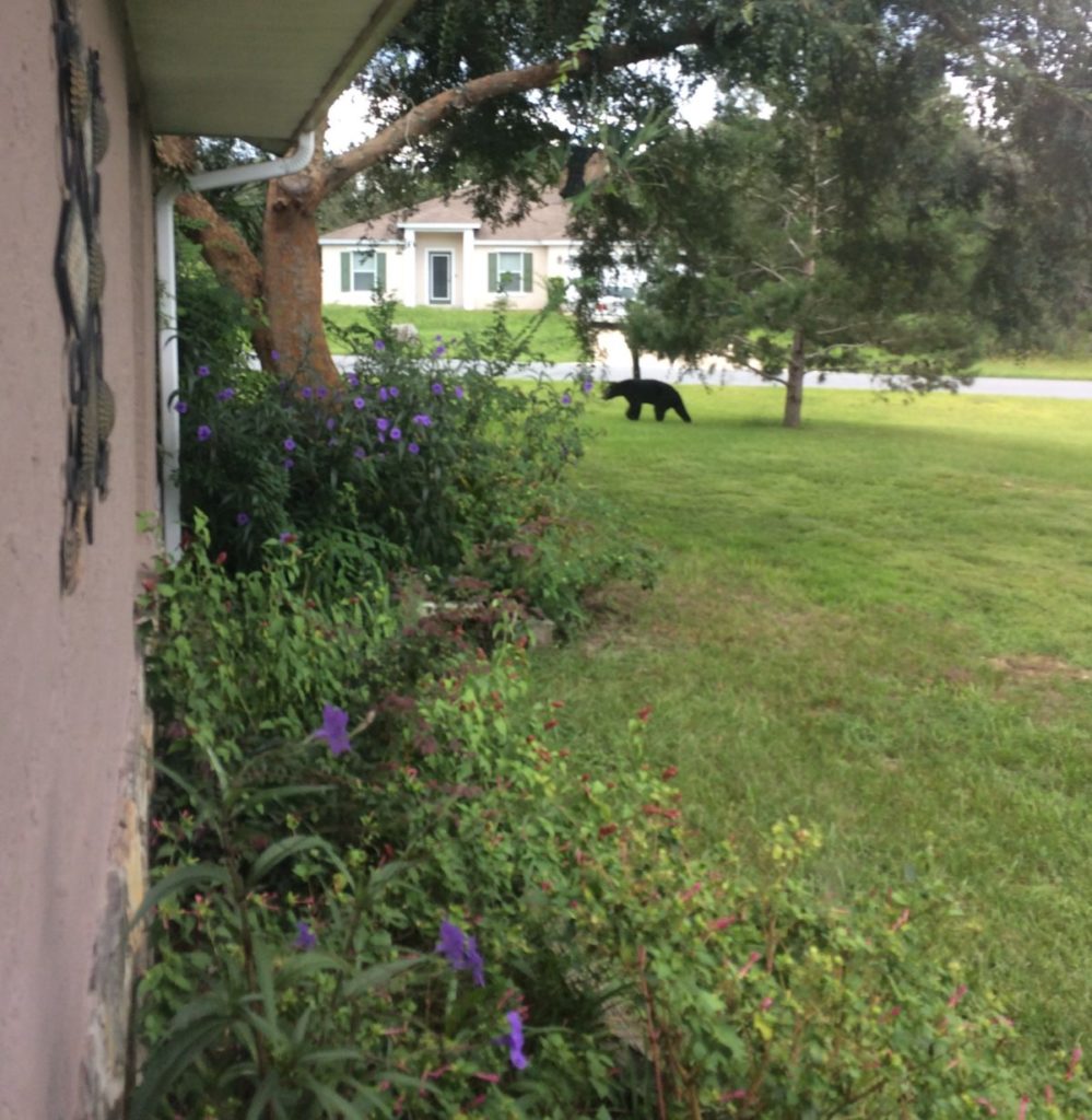 Salvatore Di Domenico spotted this black bear strolling through his front yard in Marion Oaks