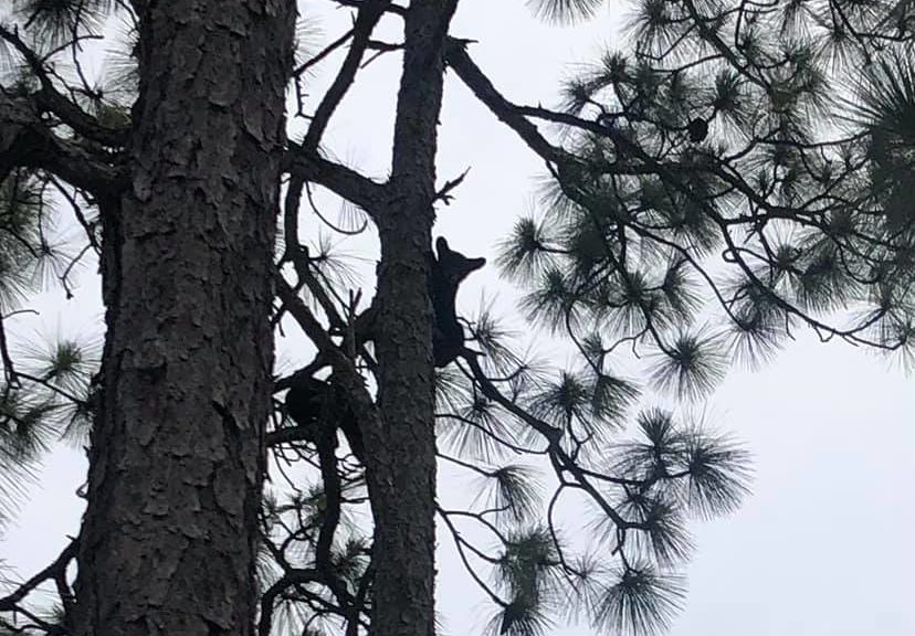 Angela Flynn saw this black bear climbing a tree