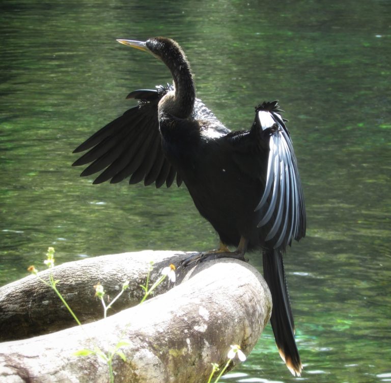 Anhinga Basking In The Sun On The Silver River