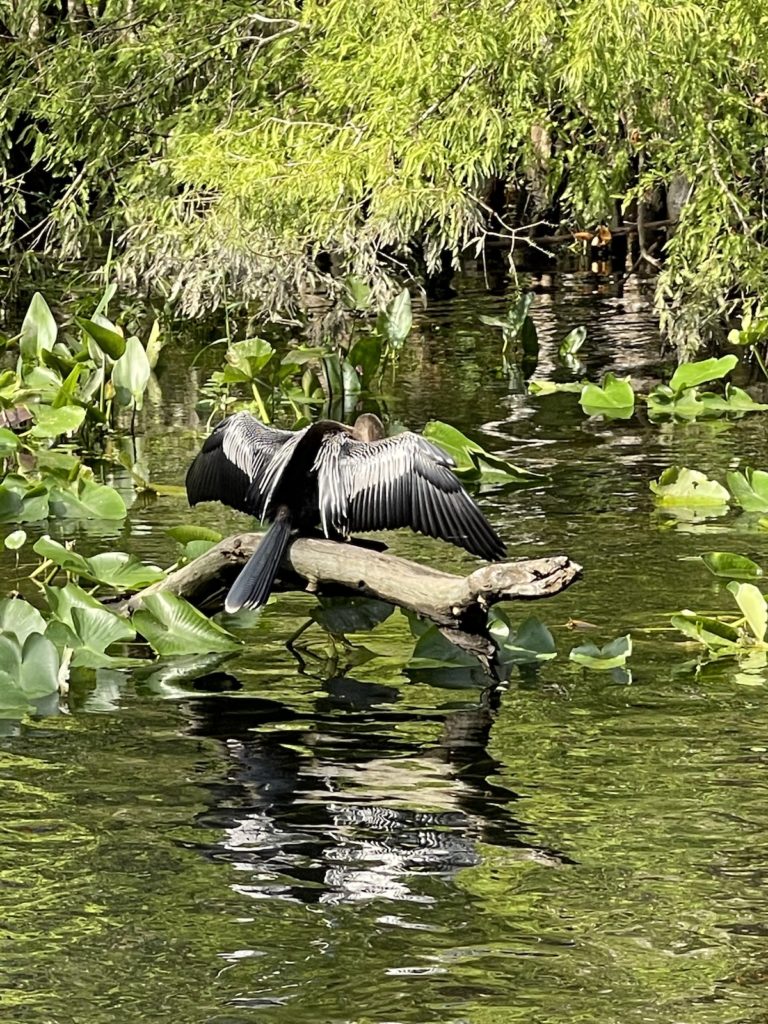 Anhinga Sunning Feathers On The Silver River