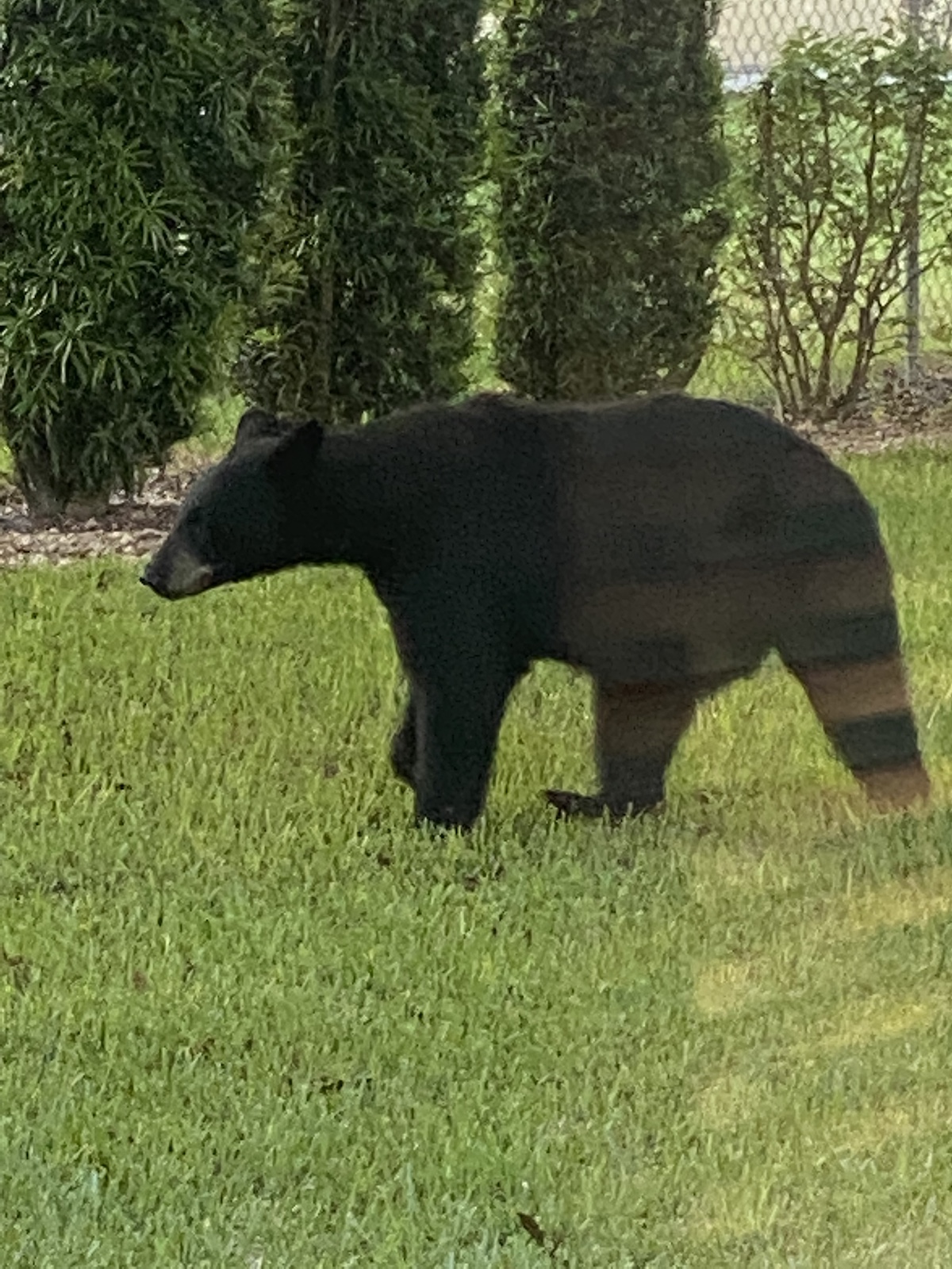 Bear In Backyard In Spruce Creek Preserve In Dunnellon