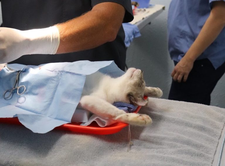 Nearly 400 feral cats sterilized in Marion County during event