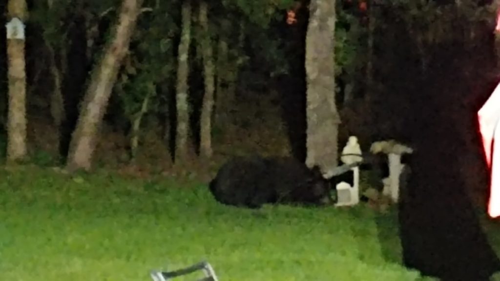 Connie Downs spotted this bear in her backyard just north of Marion Oaks