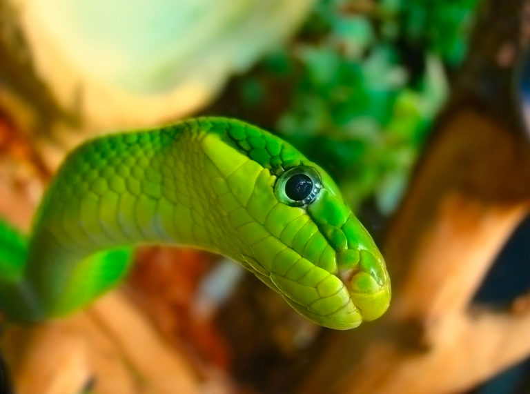 Green garden snake