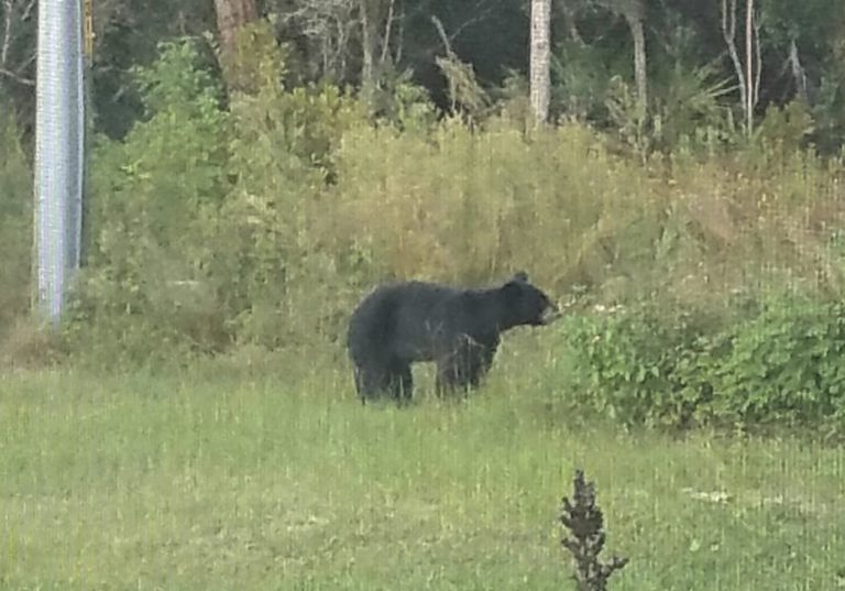 Lisa Milton Corley My backyard in Marion Oaks. I believe we have a mother father and 2 cubs