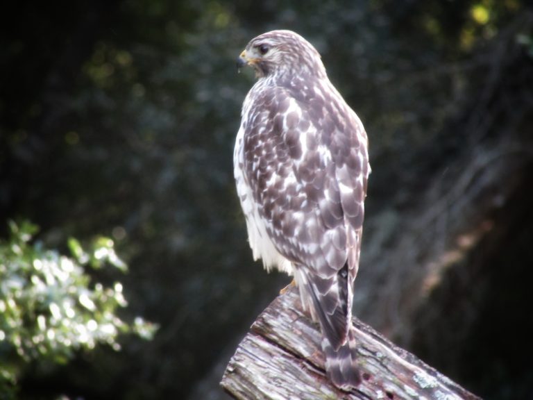 Red-Shouldered Hawk Watching Over Ocklawaha Yard