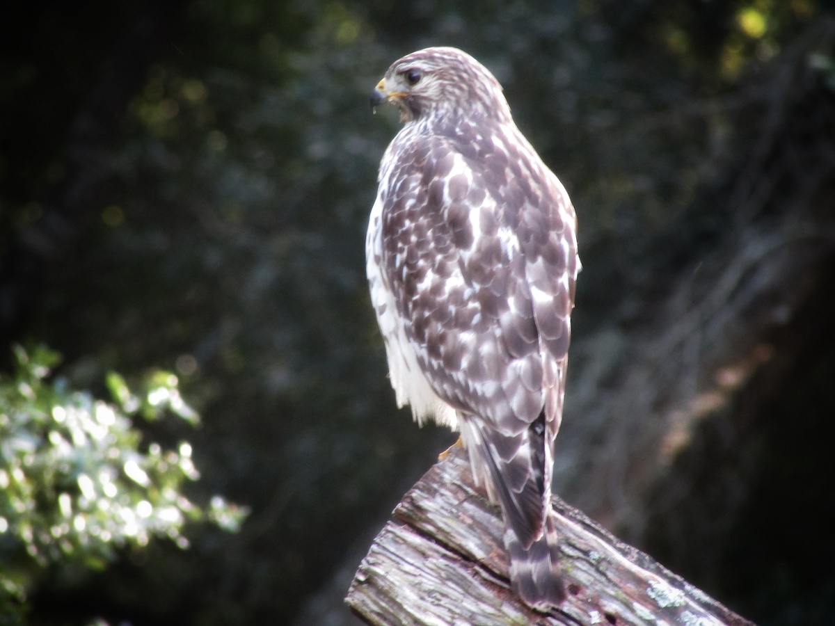 Red-Shouldered Hawk Watching Over Ocklawaha