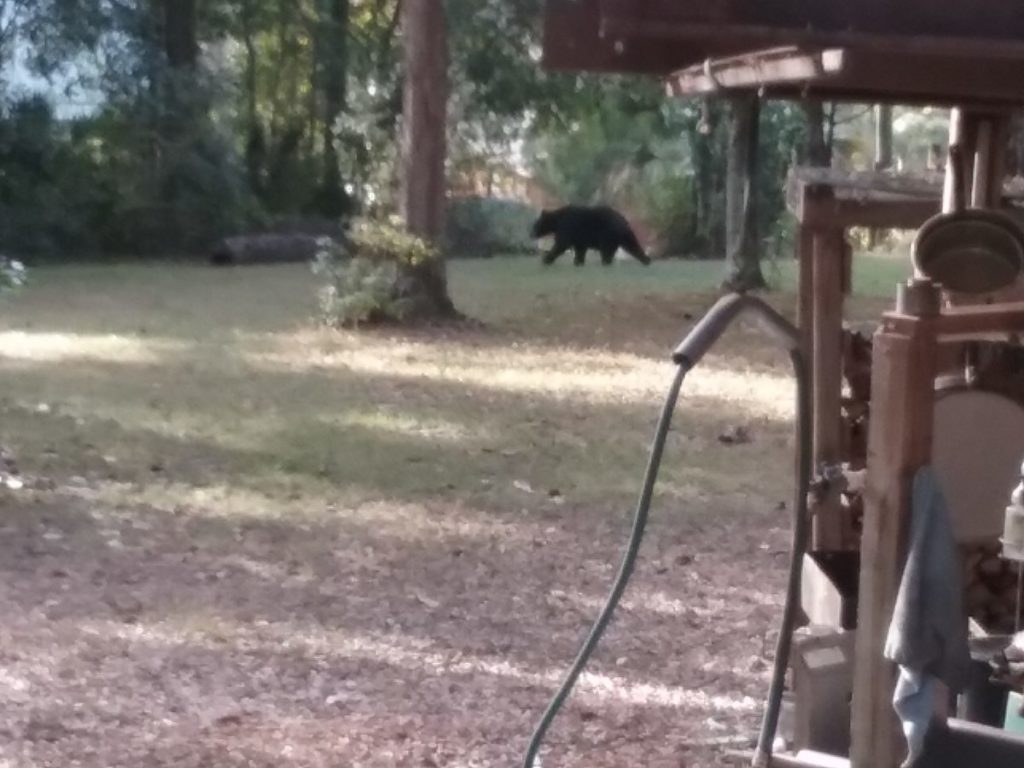 Residents share photos of black bears in Marion County - Ocala News