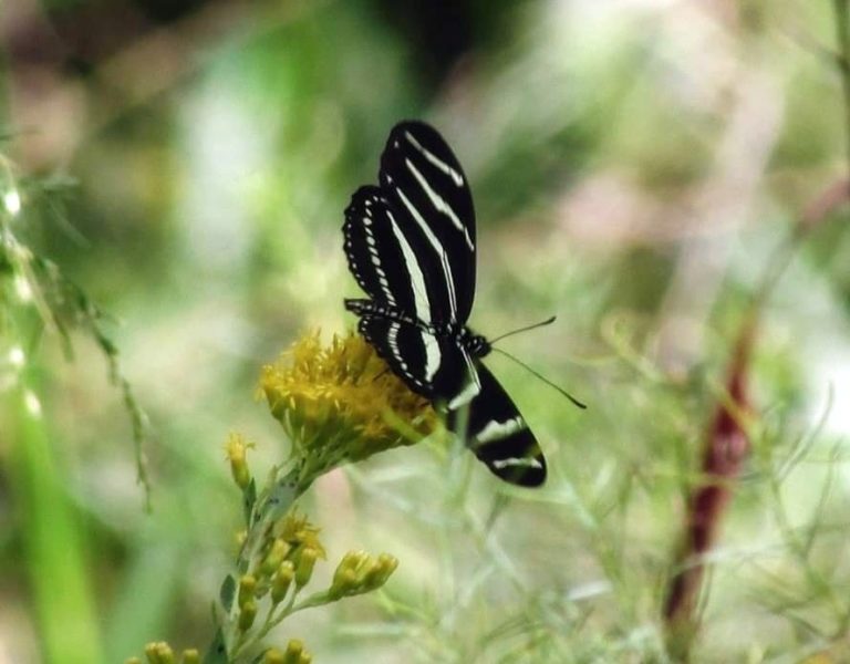 Zebra Longwing Butterfly Enjoying Nectar In Ocklawaha