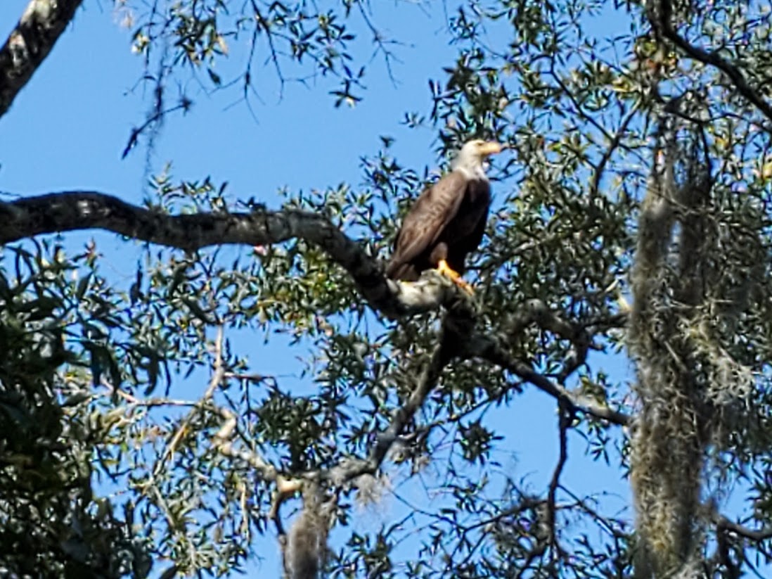 Bald Eagle In Tree Near I 75 And NW 215th Street In Ocala