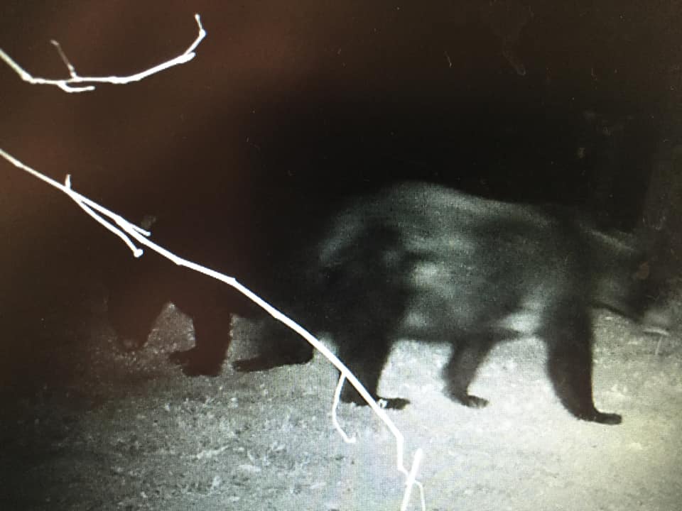 Bears in the backyard Ken Marshall