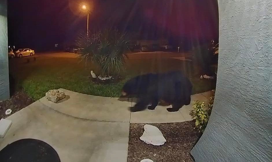 Black bear in front yard Lorraine DeFoe Adames