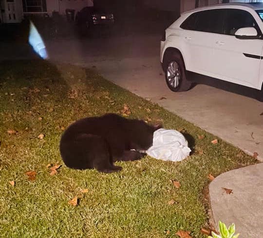 Black bear in front yard of Belleview home Cheryl Brantley