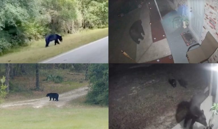 Residents share more videos, photos of black bears in Marion County