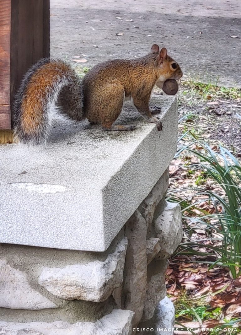 Squirrel At Sholom Park In Ocala