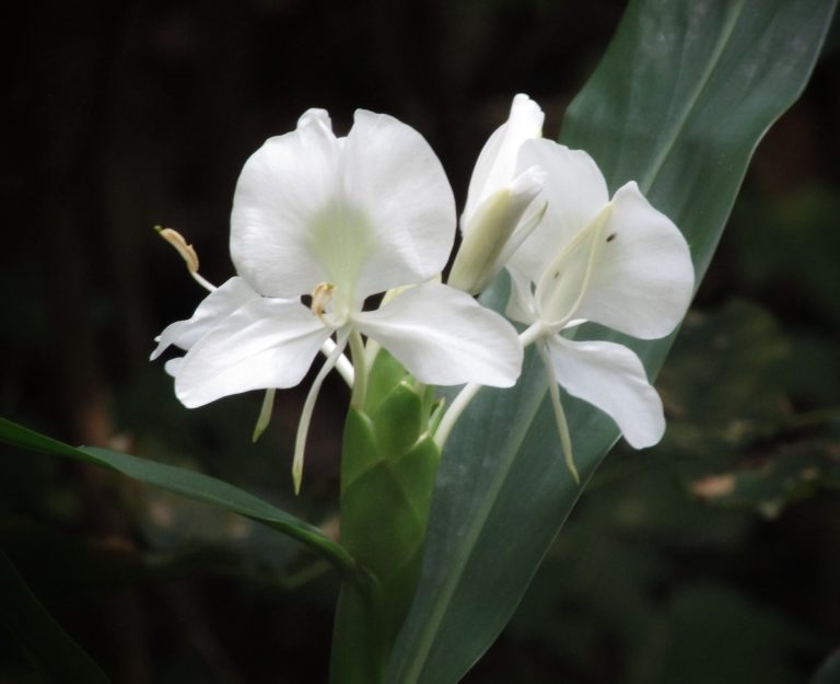 White Ginger Lily Blooms In Silver Springs Shores