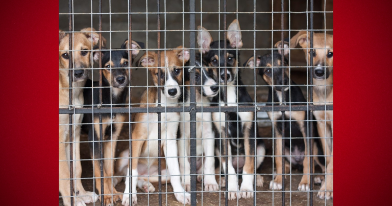 Animal Services confiscates 37 dogs from local residence