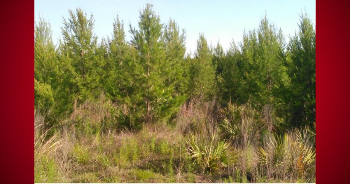 Christmas trees available to be cut inside Ocala National Forest
