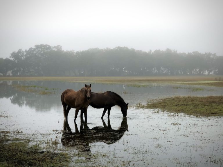 Horses Grazing In Pasture On U.S. Hwy 41 Near Morriston