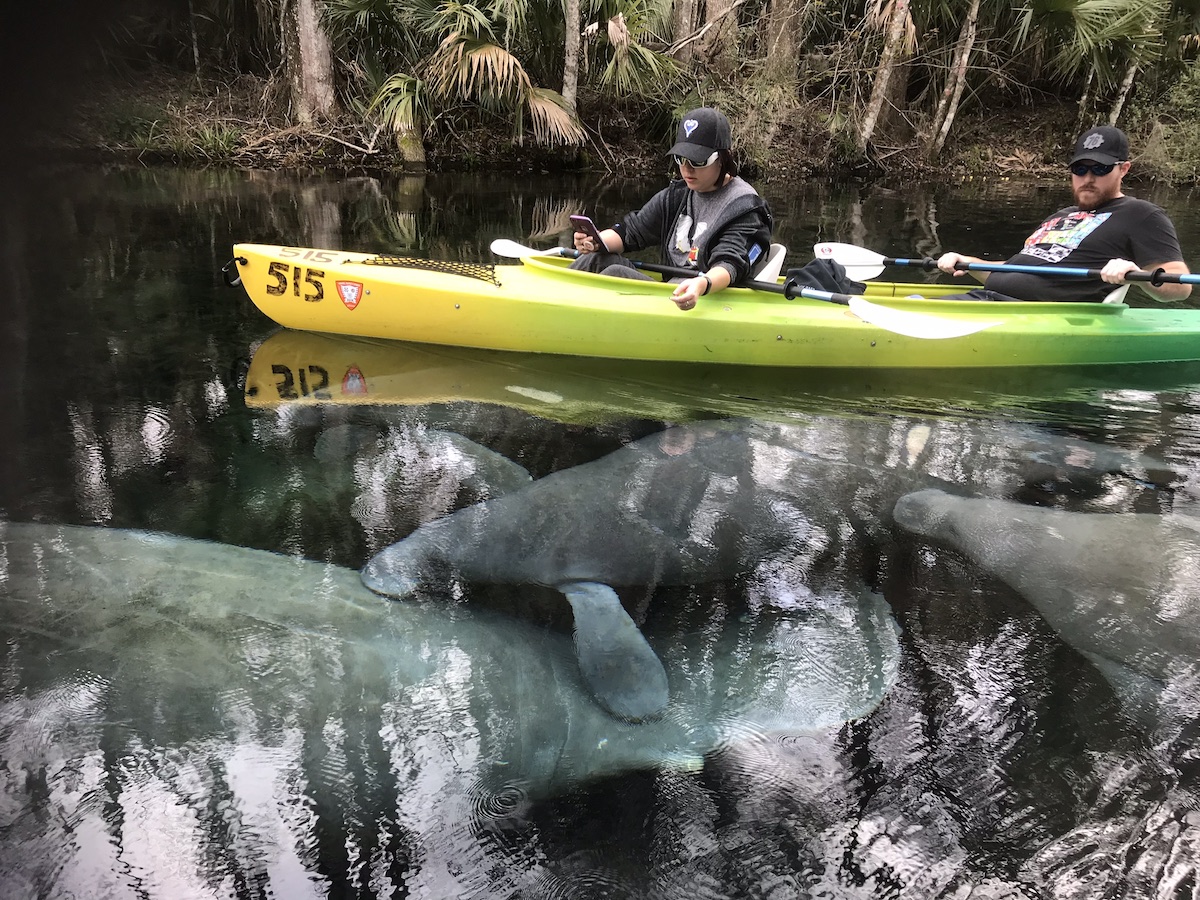 Memorable Manatee Moment At Silver Springs