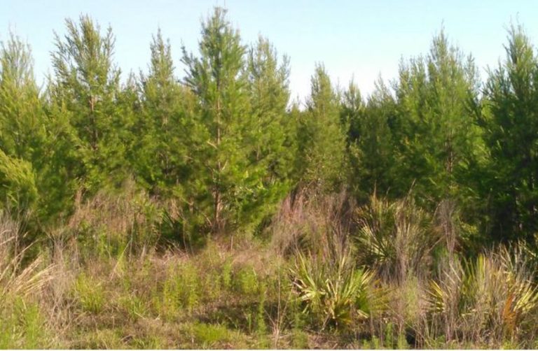 Ocala National Forest offering permits to cut down Christmas trees