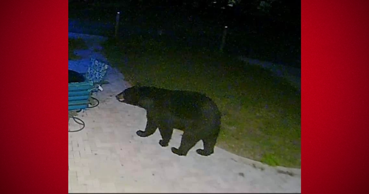 Residents spotted more black bears in Marion County 2