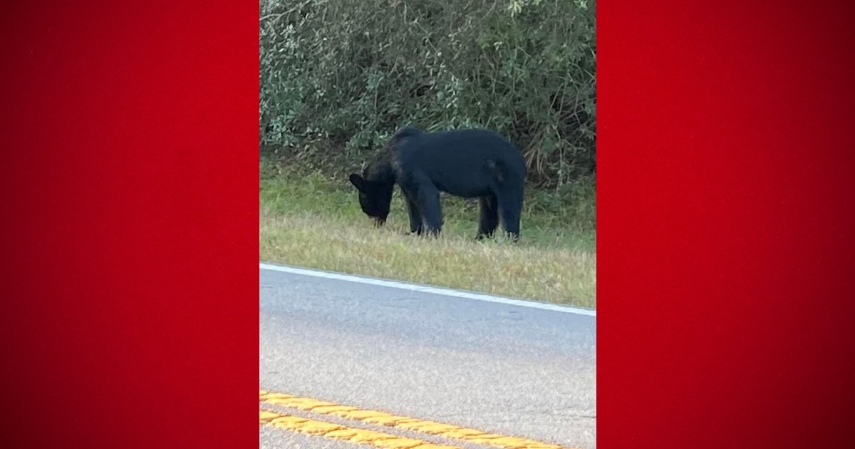 Residents spotted more black bears in Marion County 3