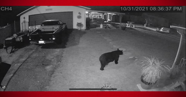 Residents spotted more black bears in Marion County