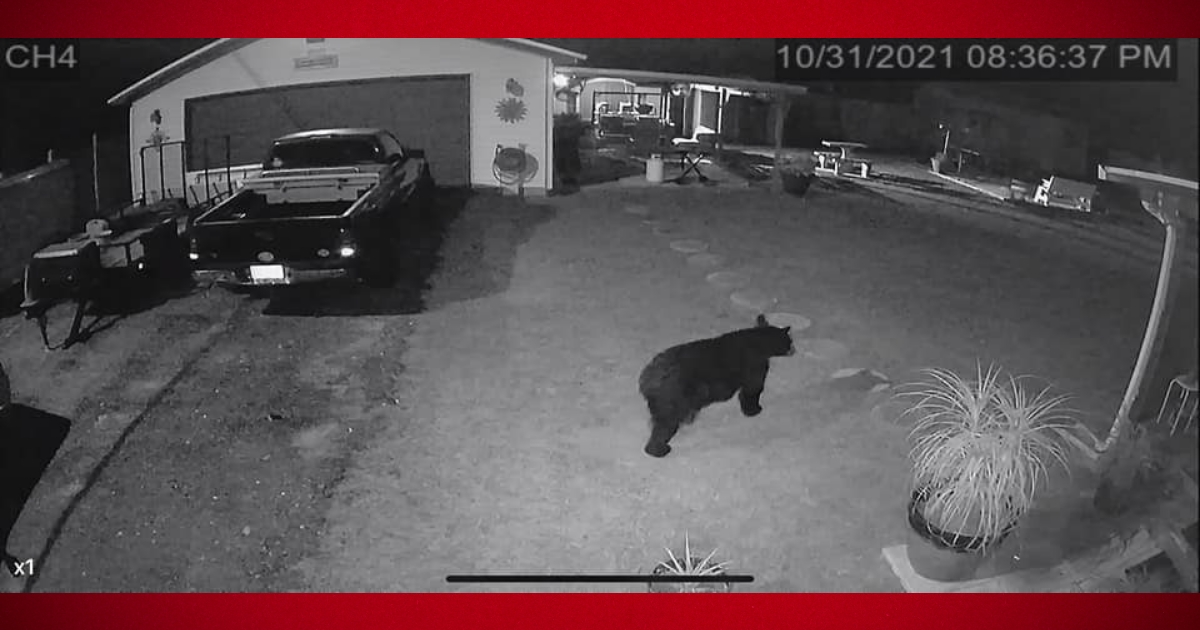 Residents spotted more black bears in Marion County 4