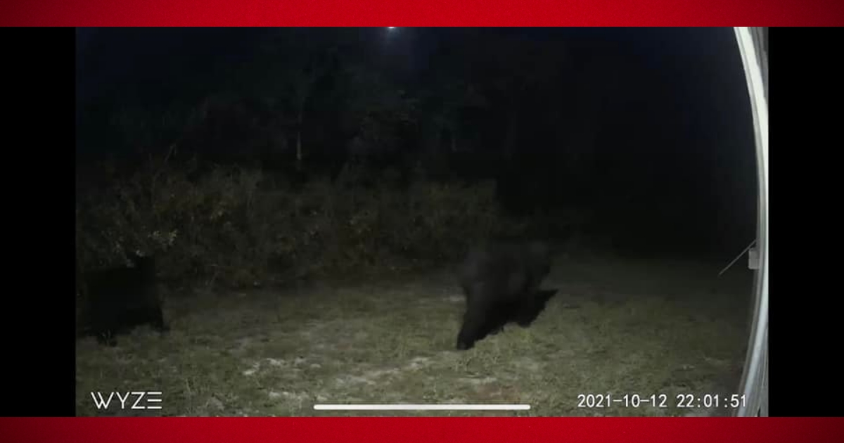 Residents spotted more black bears in Marion County 5