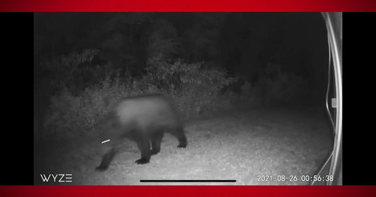 Residents spotted more black bears in Marion County 6
