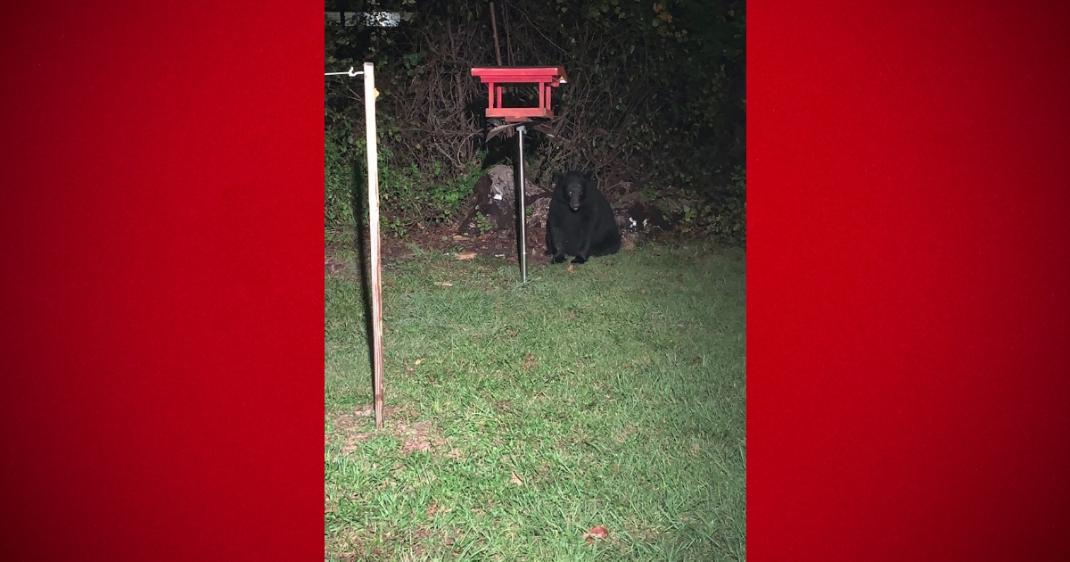 Residents spotted more black bears in Marion County 8
