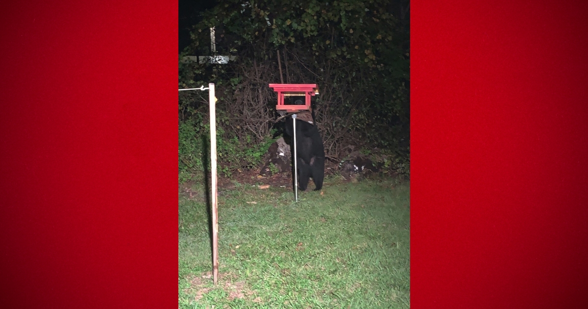 Residents spotted more black bears in Marion County 9