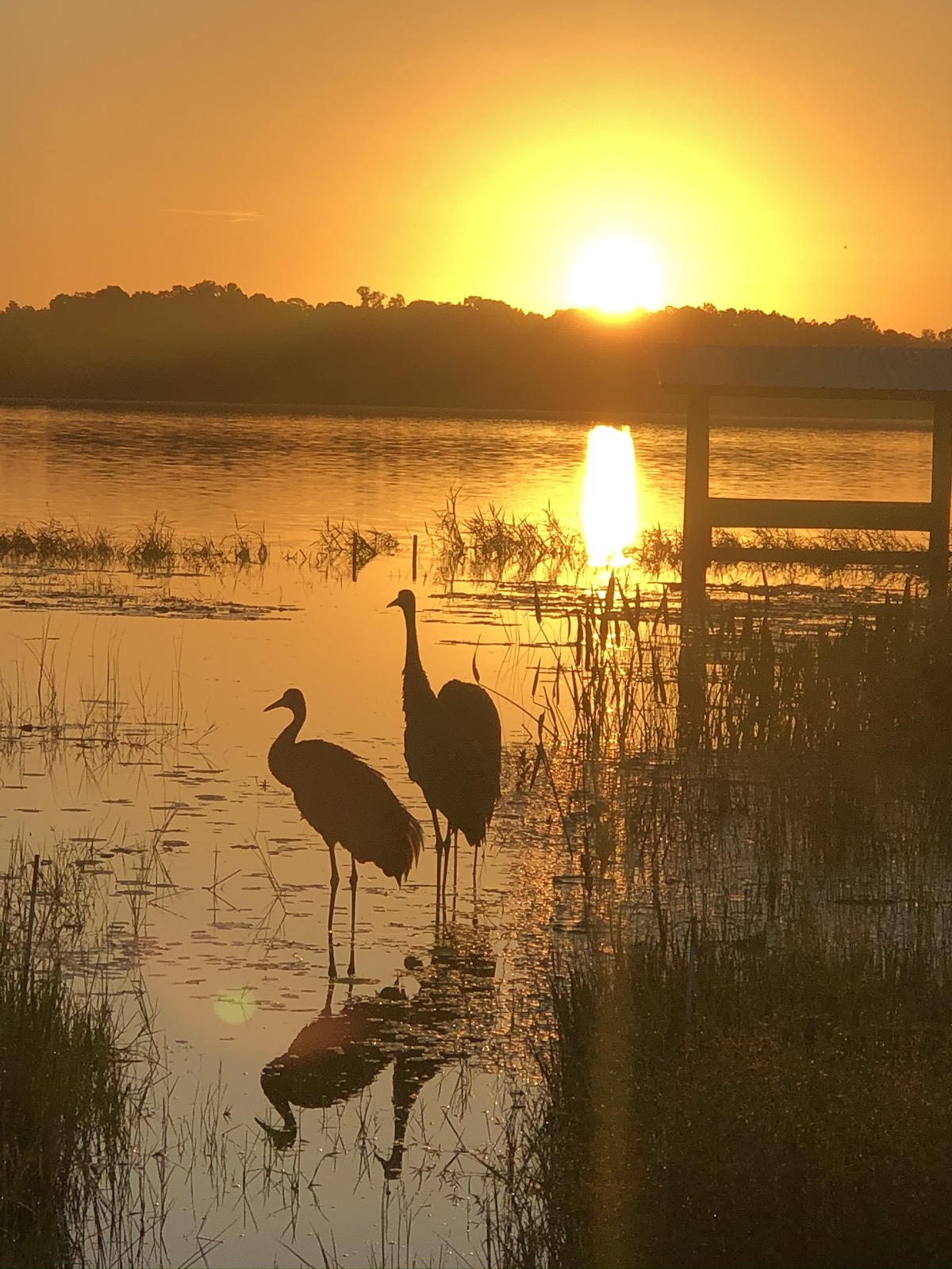 Sandhill Cranes And Sunrise Over Smith Lake In Belleview