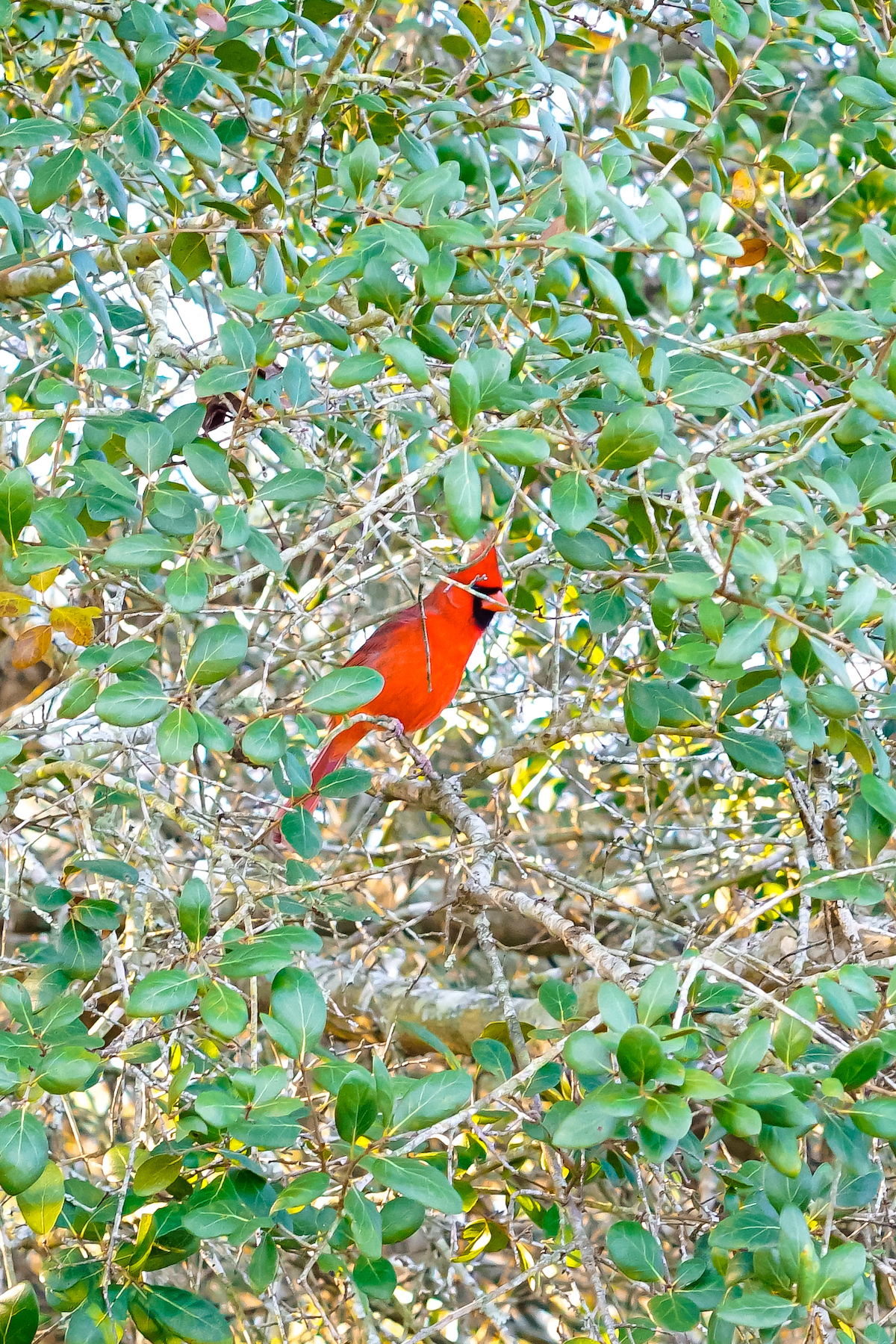 Beautiful Cardinal In Tree In Ocala