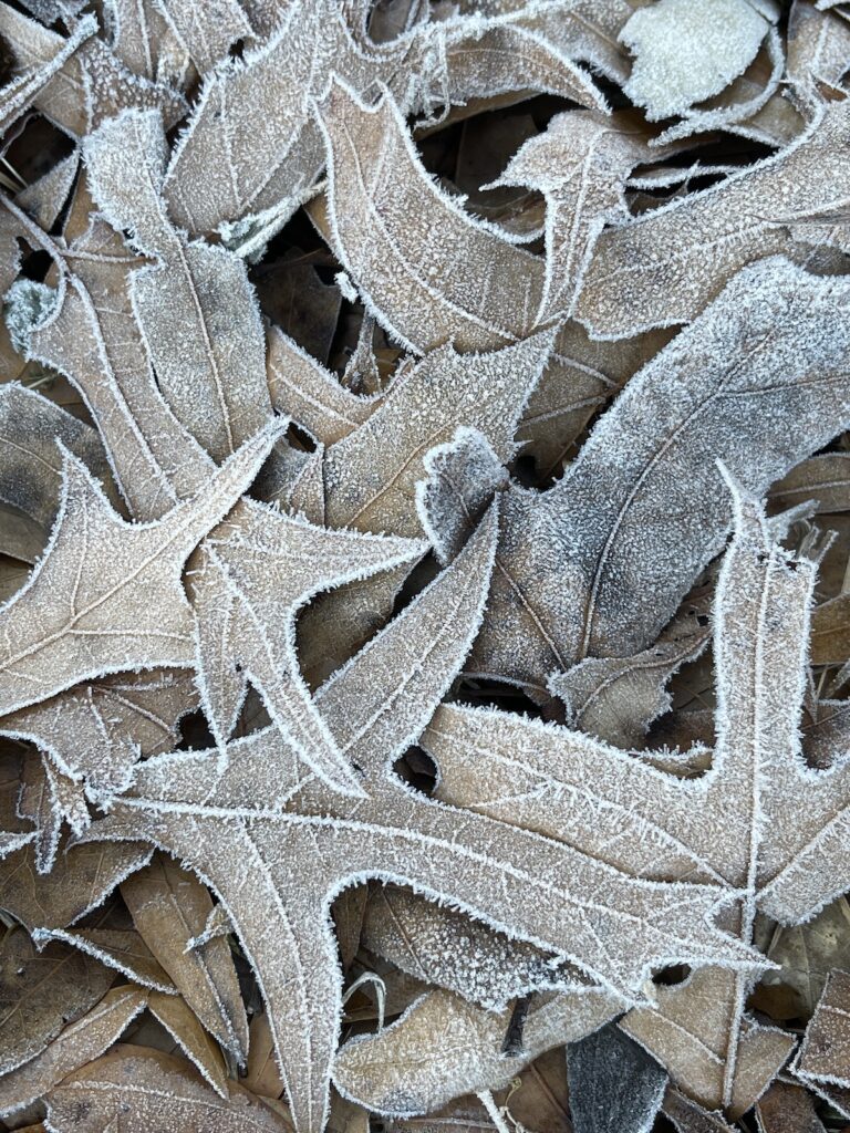 Frosty Leaves In Ocala