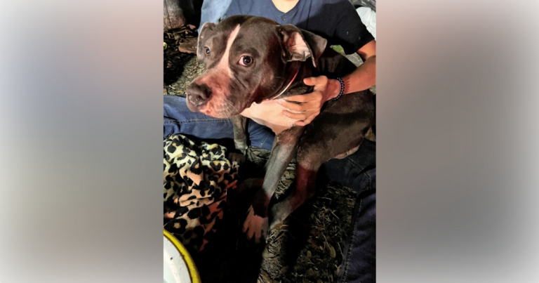 Marion County firefighters rescue dog from burning home in Belleview