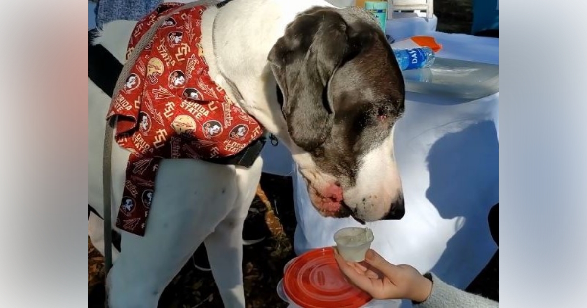 Ocala Recreation and Parks hosting dog themed ice cream event